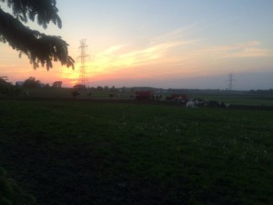 Cows at sunset